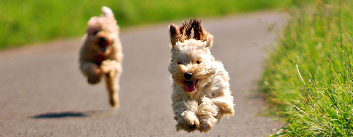 Hunde
