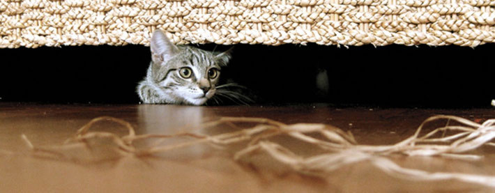 Katzen