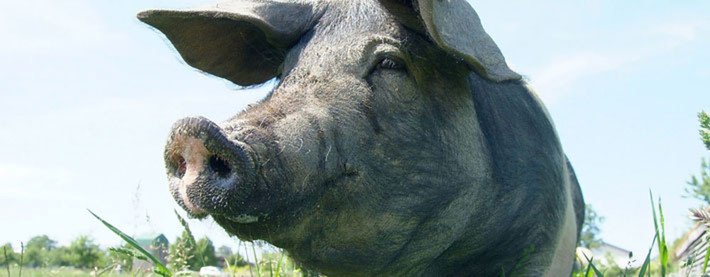 Schweine