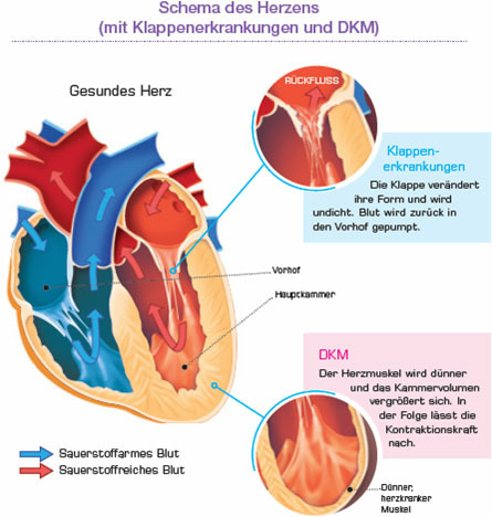 Herzerkrankungen bei Hunden