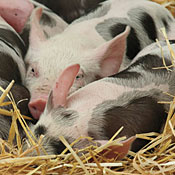 Schweine Eisenversorgung